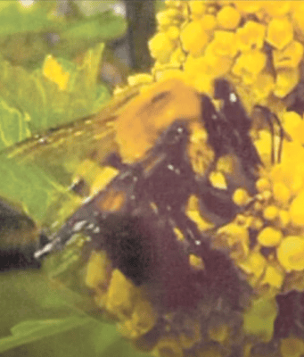 Natural Pleasure, Tulsa Time, and the Seven-Year Itch. Broncho, Natural Pleasure